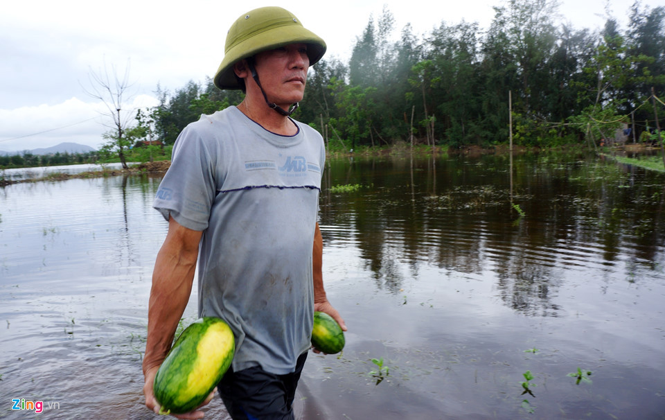 "Dưa hỏng hết rồi", ông Phạm Văn Xa (50 tuổi, thôn Tân, xã Quảng Nham) than. Ông cho hay mưa lớn bất ngờ khiến ruộng dưa có diện tích 2 mẫu (7.200 m2) ngập trong nước, gia đình không kịp trở tay.