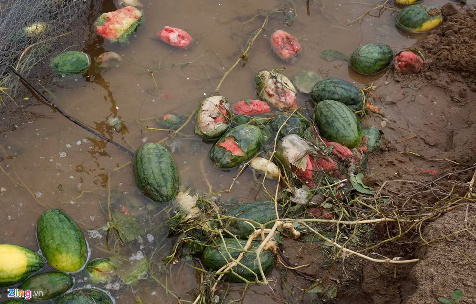 Ông Trần Xuân Lờ, Phó chủ tịch UBND xã Quảng Nham, cho biết trời mưa to kéo dài khiến gần 20 ha dưa hấu của hơn 50 hộ dân địa phương bị ngập. "Chúng tôi đang làm báo cáo tổng hợp thiệt hại do thiên tai gây ra để trình lên cấp trên có hướng hỗ trợ cho bà con", ông Lờ nói. Ông Trần Xuân Lờ, Phó chủ tịch UBND xã Quảng Nham, cho biết trời mưa to kéo dài khiến gần 20 ha dưa hấu của hơn 50 hộ dân địa phương bị ngập. "Chúng tôi đang làm báo cáo tổng hợp thiệt hại do thiên tai gây ra để trình lên cấp trên có hướng hỗ trợ cho bà con", ông Lờ nói.