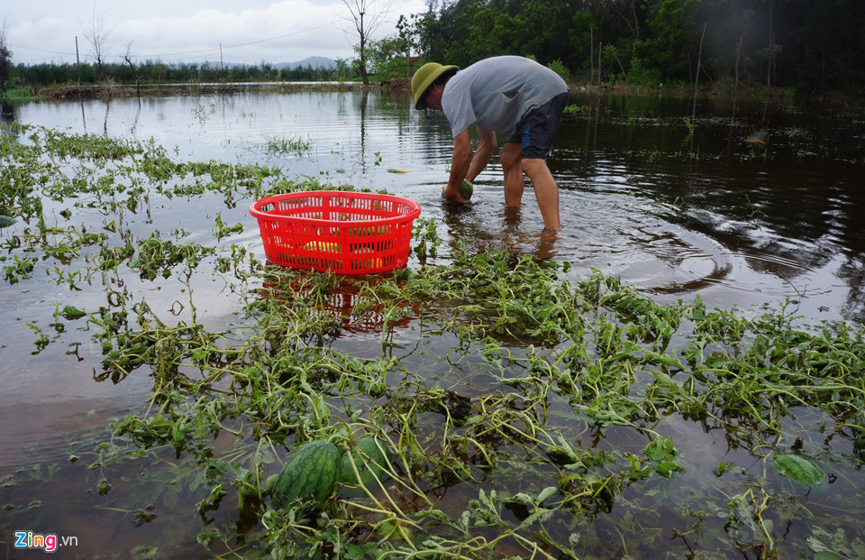 Ngày 19/7, sau khi bão số 3 đổ bộ vào đất liền, người dân ra cánh đồng vớt dưa hấu đang chìm trong nước.