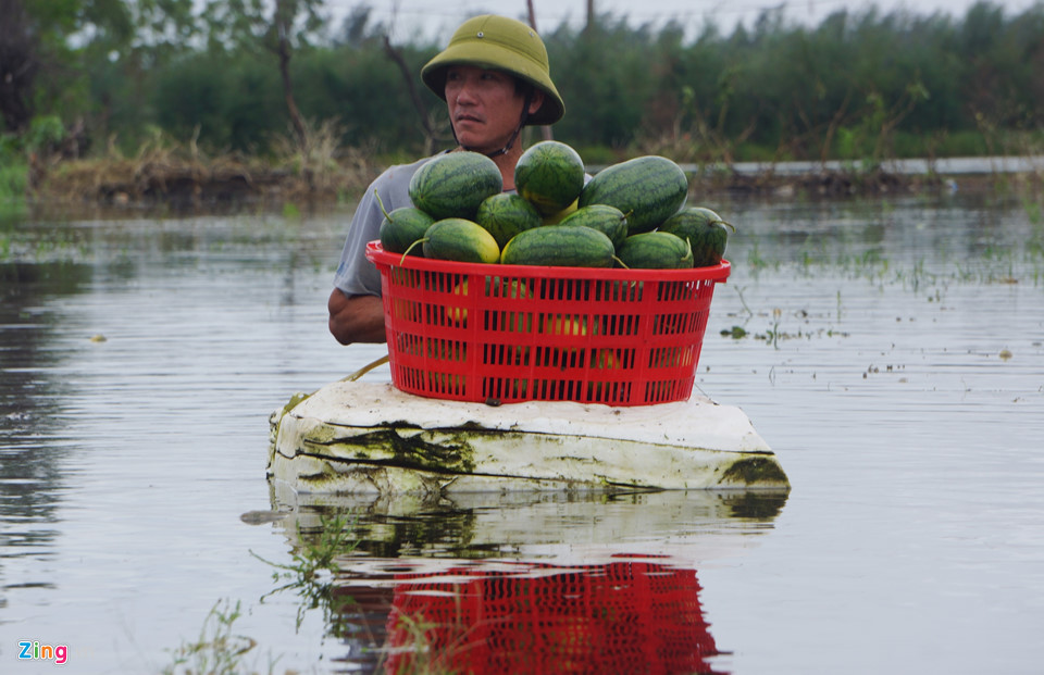 Hôm nay, người nông dân ra đồng nhưng để phân loại, vớt vát những quả dưa lành lặn. Những quả hư hỏng, họ đành vứt bỏ.