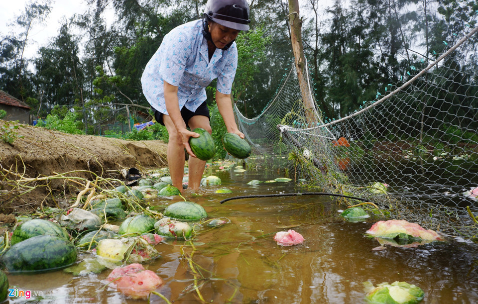 Cách đó không xa, hơn 4 sào dưa hấu của gia đình bà Nguyễn Thị Hay (thôn Hải) cũng trong tình trạng tan hoang. Bà Hay ngậm ngùi cho biết dưa năm nay phát triển tốt, quả đẹp khiến bà con rất phấn khởi. "Thế nhưng, mưa bão, áp thấp đã phá hết tất cả. Chúng tôi thiệt hại cả công chăm sóc lẫn cây giống", bà Hay nói.