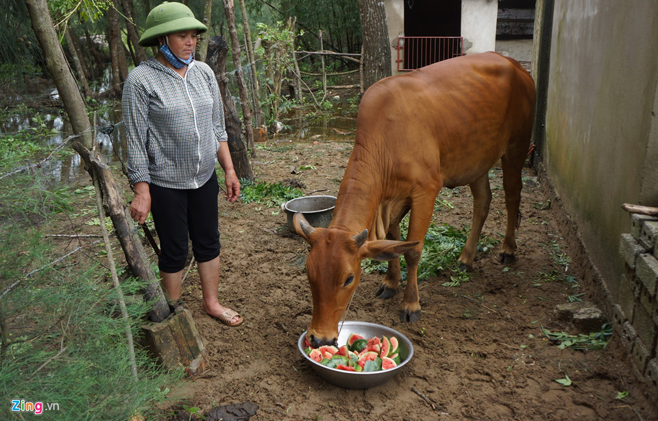 "Chúng tôi vớt dưa về để cắt nhỏ cho bò ăn", bà Loan xót xa.