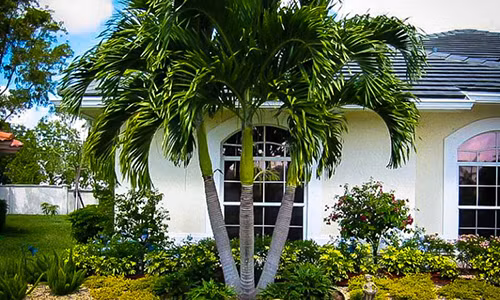 De 1 trong 5 loai cay nay truoc cua, gia dinh se tranh duoc hau het van xui-Hinh-2