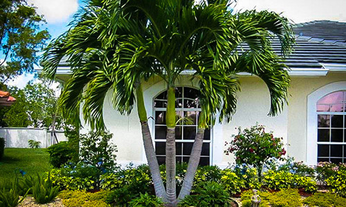 De 1 trong 5 loai cay nay truoc cua, gia dinh se tranh duoc hau het van xui-Hinh-2