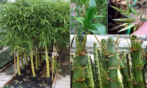 De 1 trong 5 loai cay nay truoc cua, gia dinh se tranh duoc hau het van xui