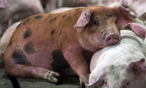 Phát hiện virus gây tiêu chảy ở lợn có nguy cơ lây sang người.