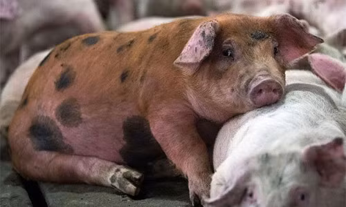 Phát hiện virus gây tiêu chảy ở lợn có nguy cơ lây sang người. Phát hiện virus gây tiêu chảy ở lợn có nguy cơ lây sang người.