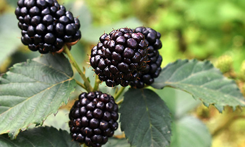 Cay ra qua quy duoi chan nui Langbiang, ban 900.000 dong/ky-Hinh-2