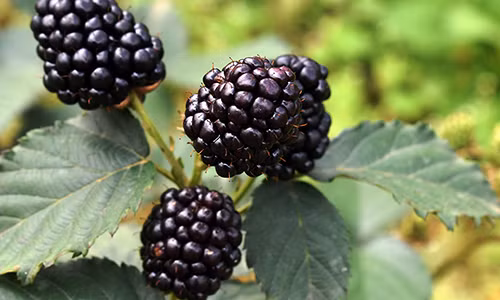 Cay ra qua quy duoi chan nui Langbiang, ban 900.000 dong/ky-Hinh-2