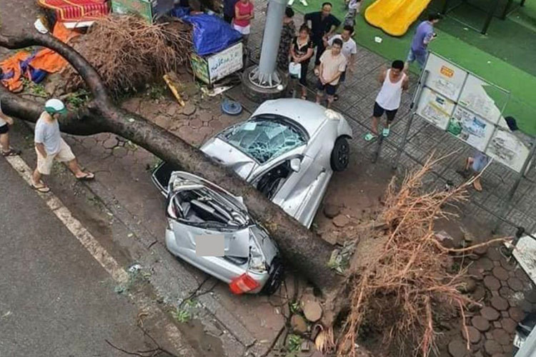 Đáng chú ý tại các thành phố lớn ở Hà Nội, Quảng Ninh, Hải Phòng, Hải Dương... hàng loạt ôtô bị bão Yagi phá hỏng do cành cây, mảnh vỡ kính, sắt thép rơi trúng khi bão quét qua.
