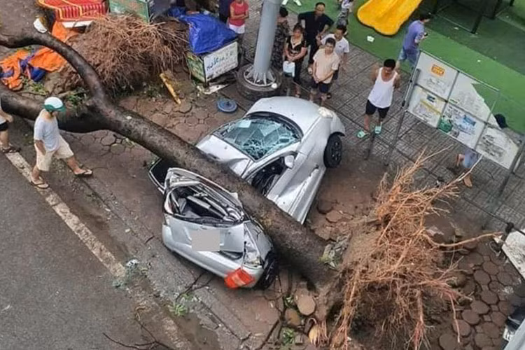Đáng chú ý tại các thành phố lớn ở Hà Nội, Quảng Ninh, Hải Phòng, Hải Dương... hàng loạt ôtô bị bão Yagi phá hỏng do cành cây, mảnh vỡ kính, sắt thép rơi trúng khi bão quét qua.