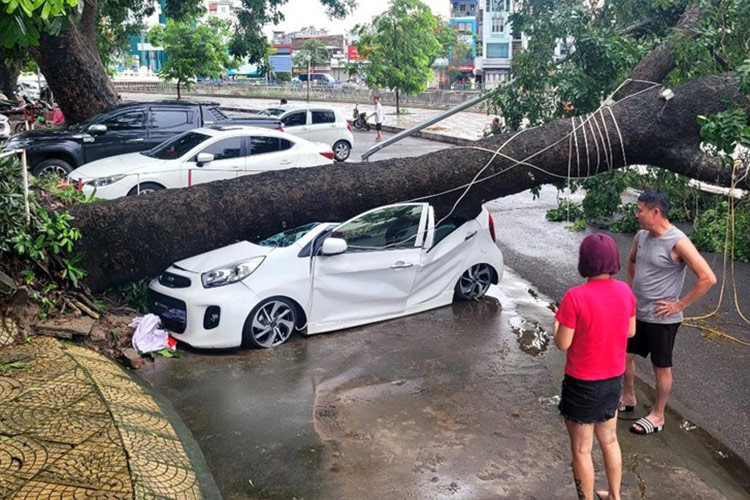 Một cây to đã bị quật ngã, gây hư hỏng nặng cho ôtô Kia Morning.