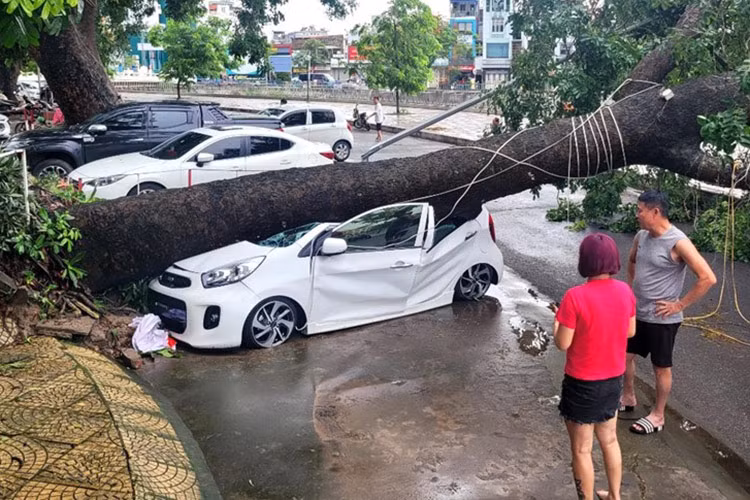 Một cây to đã bị quật ngã, gây hư hỏng nặng cho ôtô Kia Morning.