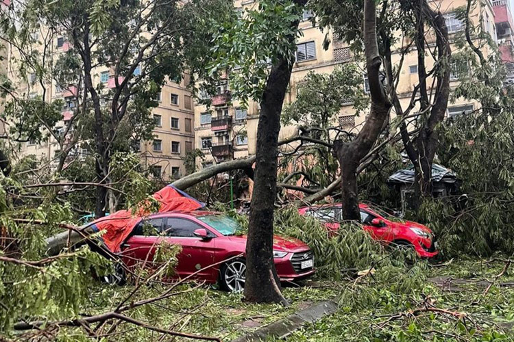 Hàng loạt ôtô đỗ dưới sân chung cư ở Hà Nội bị hư hỏng do cây đổ.