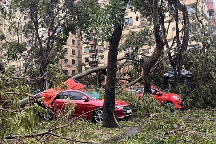 Hàng loạt ôtô đỗ dưới sân chung cư ở Hà Nội bị hư hỏng do cây đổ.