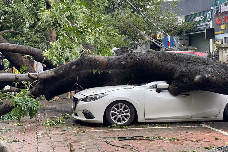 Theo ghi nhận trong ngày 8/9 tại Quảng Ninh, hàng loạt ôtô bị các tấm tôn, mảnh kính vỡ rơi trúng, gây hư hỏng nặng. Được biết, do mưa lớn kèm gió giật mạnh khi bão số 3 đi qua nên nhiều người dân không thể di chuyển xe đi nơi khác kịp thời.
