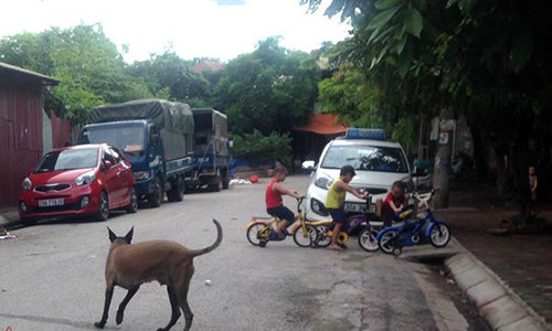 Quan Thanh Xuan, Ha Noi thanh lap doi xung kich bat cho tha rong