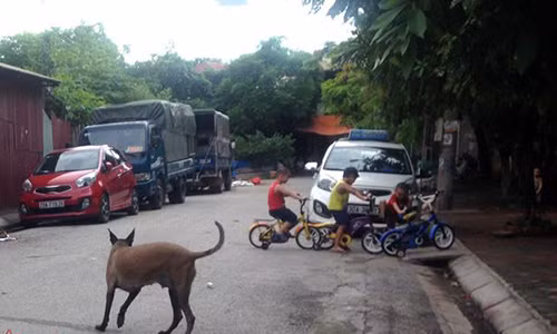 Quan Thanh Xuan, Ha Noi thanh lap doi xung kich bat cho tha rong