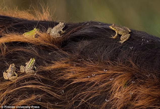 Thu vi canh ech song tren lung trau o Tho Nhi Ky-Hinh-2