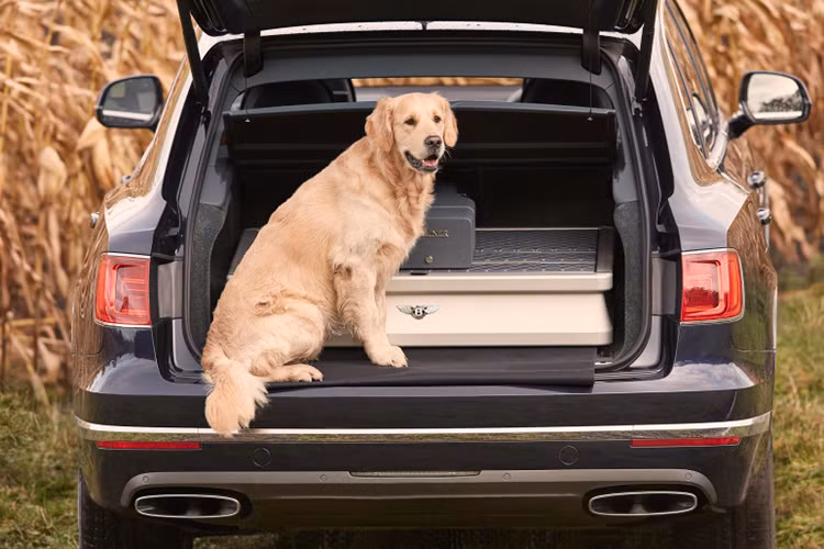 Cụ thể chiếc xe trong bài viết này đã được hãng sản xuất súng shotgun Purdey &amp; Sons và Bentley trang bị thêm cho gói phụ kiện mới Field Sports. Gói trang bị mới này đã biến Bentayga trở thành một chiếc SUV siêu sang phục vụ cho các hoạt động như đi săn hay thể thao ngoài trời. 