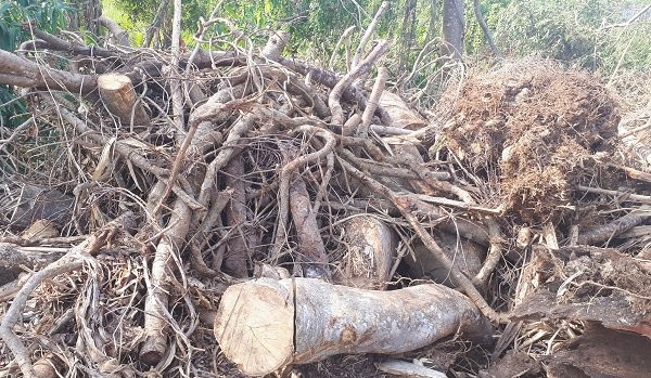 Hiện trường cây đa sộp bị khai thác ở xã Tam Giang (Krông Năng, Đắk Lắk).