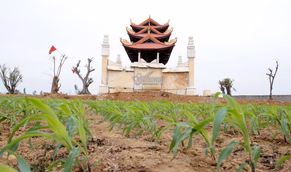 Đồng ngô xanh mướt trồng bên cổng làng đồ sộ, hoành tráng bậc nhất Nghệ An
