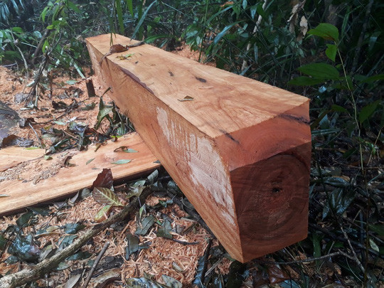 Rừng phòng hộ Minh Hóa bị khai thác gỗ trái phép. Ảnh: Tuấn Bùi