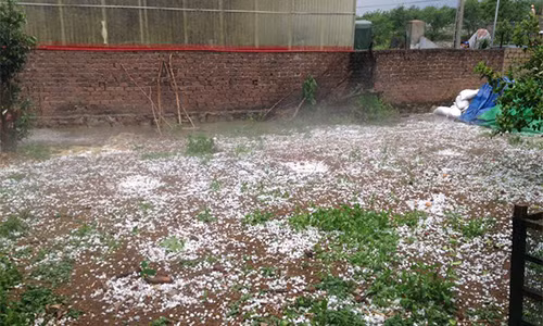 Mưa đá trắng xoá tại Mộc Châu, Sơn La 2 ngày qua.