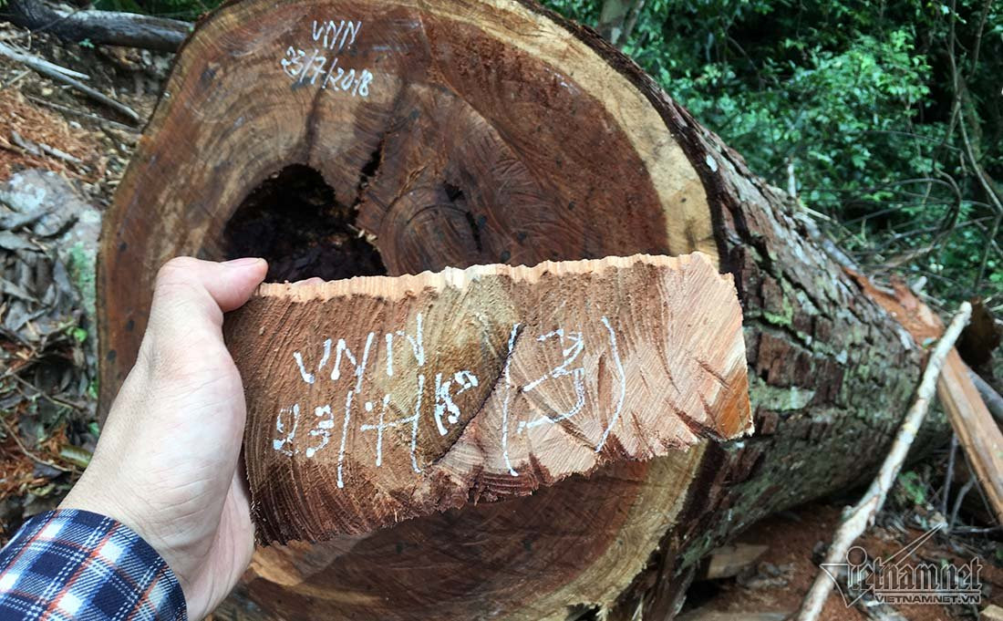 Kiem lam Nghe An chua nghe bao cao rung sa mu bi chat ha-Hinh-2