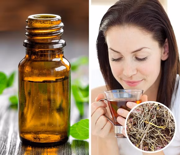 Dầu bạc hà và mao lương hoa vàng: Đôi khi chứng ngáy khi ngủ xảy ra do một người bị nghẹt mũi. Tinh dầu bạc hà có thể giúp làm giảm tắc nghẽn các xoang và giảm đau họng. Một số nghiên cứu đã chỉ ra rằng các hợp chất được tìm thấy trong dầu bạc hà có rất nhiều đặc tính kháng khuẩn, kháng virus và chống oxy hóa có nghĩa là nó cũng có thể chống nhiễm trùng đường hô hấp.