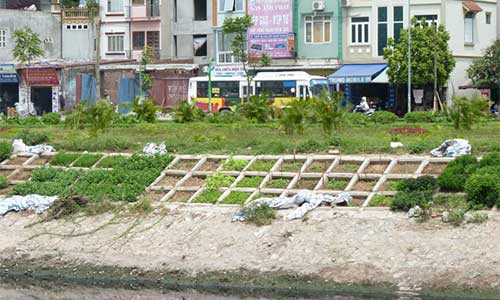 Trồng rau giữa phố: Tưởng sạch mà chưa chắc “sạch”.