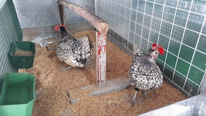 Theo anh Nguyễn Trung Đức, chủ trang trại nuôi gà vảy cá, cho biết, nuôi chú gà vảy cá chủ nhân của chúng không cần tốn quá nhiều diện tích. Hiện anh Đức đang nuôi gà vảy cá trên tầng 3 ngôi nhà ở với diện tích chuồng trại chỉ vỏn vẹn 15 m2. Tuy nhiên, “chơi” gà vảy cá cũng lắm công phu và sự kỳ công. Ảnh: NVCC