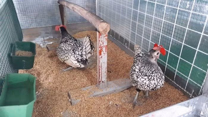 Theo anh Nguyễn Trung Đức, chủ trang trại nuôi gà vảy cá, cho biết, nuôi chú gà vảy cá chủ nhân của chúng không cần tốn quá nhiều diện tích. Hiện anh Đức đang nuôi gà vảy cá trên tầng 3 ngôi nhà ở với diện tích chuồng trại chỉ vỏn vẹn 15 m2. Tuy nhiên, “chơi” gà vảy cá cũng lắm công phu và sự kỳ công. Ảnh: NVCC