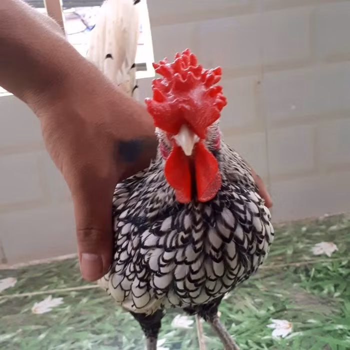 Một con gà trống vảy cá đẹp là có mào cân đối, chân xanh đá, lông rõ ràng không bị lem màu. Mỗi lông đều phải có viền vảy cá màu đen tuyền, lông đuôi cũng phải có viền (tuy rất hiếm) và các viền ở cánh phải đen và rõ. Ảnh: NVCC