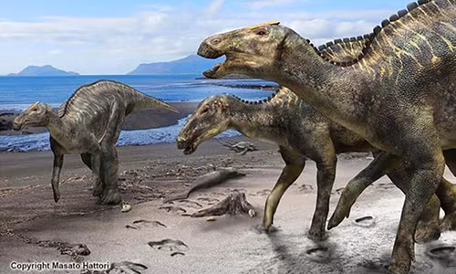 Tim thay hoa thach xuong loai khung long moi, lon nhat Nhat Ban