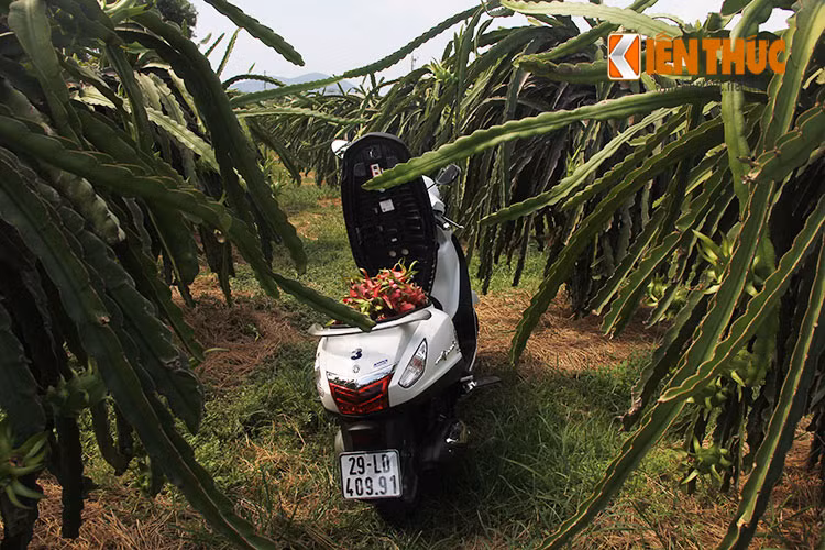 Trong ngày đầu tiên của hành trình Yamaha Blue Core Touring 2015, cả nhóm biker đã có dịp khám phá ruộng Thanh Long tại Phan Thiết, tỉnh Bình Thuận.