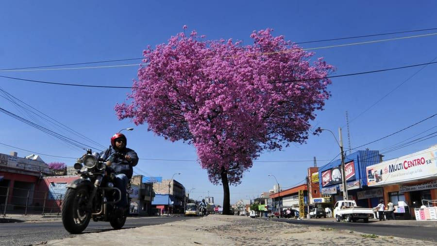 9. Paraguay: 52,2% - Trong tổng số 1,8 triệu phương tiện đã đăng ký ở Paraguay, có 567.388 xe máy. Luật giao thông ở Paraguay cũng rất nghiêm ngặt, bắt buộc người đi xe máy đội mũ bảo hiểm và quy định các tiêu chí chất lượng của mũ. Dù xe máy chỉ chiếm 30% số xe trên đường, nhưng tỷ lệ người điều khiển phương tiện này tử vong vì tai nạn giao thông lên tới 52,2%. Ảnh: CNN.