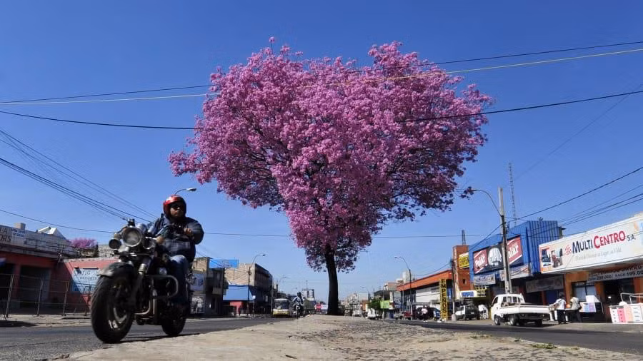 9. Paraguay: 52,2% - Trong tổng số 1,8 triệu phương tiện đã đăng ký ở Paraguay, có 567.388 xe máy. Luật giao thông ở Paraguay cũng rất nghiêm ngặt, bắt buộc người đi xe máy đội mũ bảo hiểm và quy định các tiêu chí chất lượng của mũ. Dù xe máy chỉ chiếm 30% số xe trên đường, nhưng tỷ lệ người điều khiển phương tiện này tử vong vì tai nạn giao thông lên tới 52,2%. Ảnh: CNN.