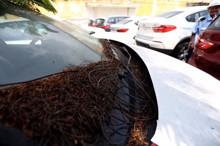 Ngày 12/9/2017, Tập đoàn BMW Châu Á (BMW Group Asia), cho biết đã ký Thư ngỏ với ý định chọn Công ty cổ phần ôtô Trường Hải (THACO) trở thành nhà đầu tư và nhập khẩu hai thương hiệu xe sang là BMW và MINI tại thị trường Việt Nam kể từ ngày 1/1/2018.