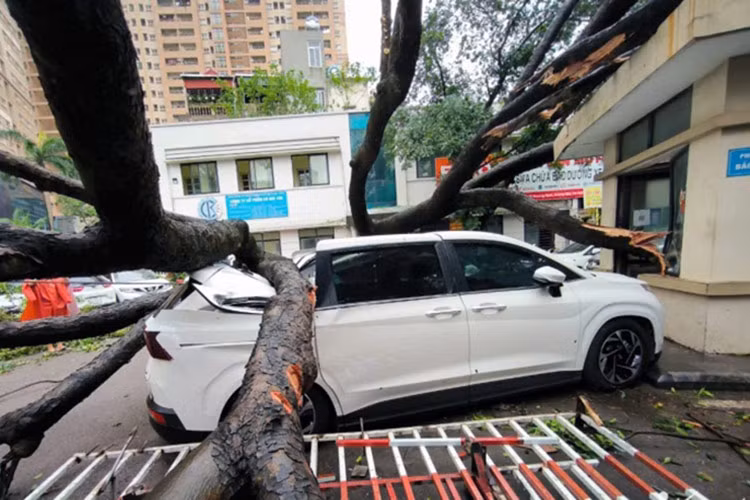 Truong hop oto bi cay de do bao nao duoc bao hiem den bu?