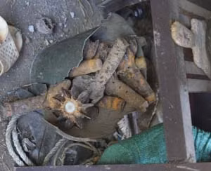 Nhung cai “bay tu than” rinh rap o trong rung-Hinh-2