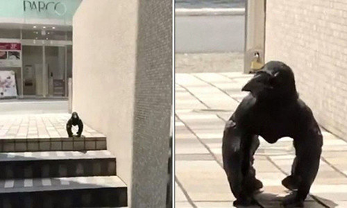 Con qua khong chan khien nhieu nguoi hoang so