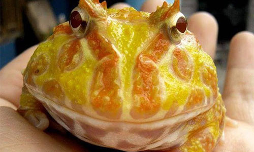 Gia tai bo sat cua cau hoc sinh lop 12 o Khanh Hoa