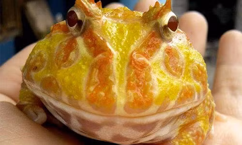 Gia tai bo sat cua cau hoc sinh lop 12 o Khanh Hoa