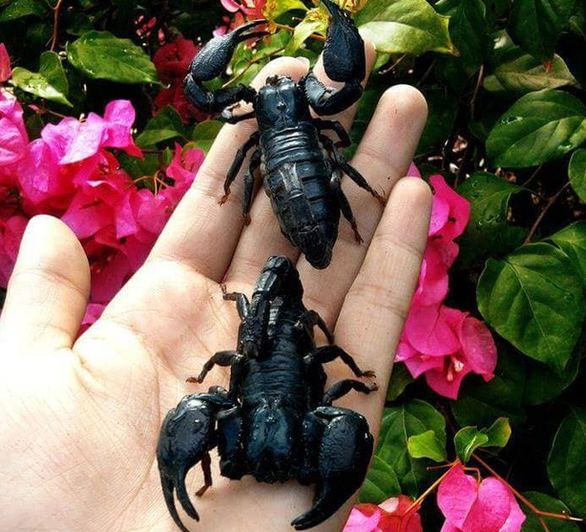 Gia tai bo sat cua cau hoc sinh lop 12 o Khanh Hoa-Hinh-3