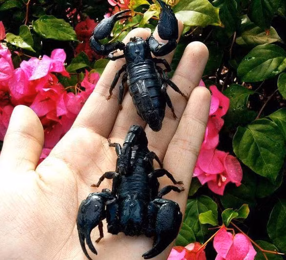 Gia tai bo sat cua cau hoc sinh lop 12 o Khanh Hoa-Hinh-3