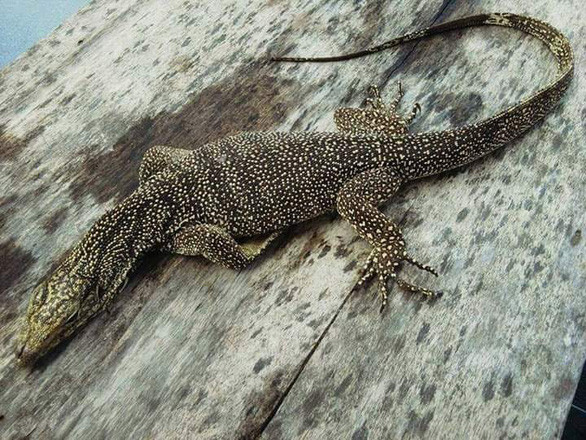 Gia tai bo sat cua cau hoc sinh lop 12 o Khanh Hoa-Hinh-7