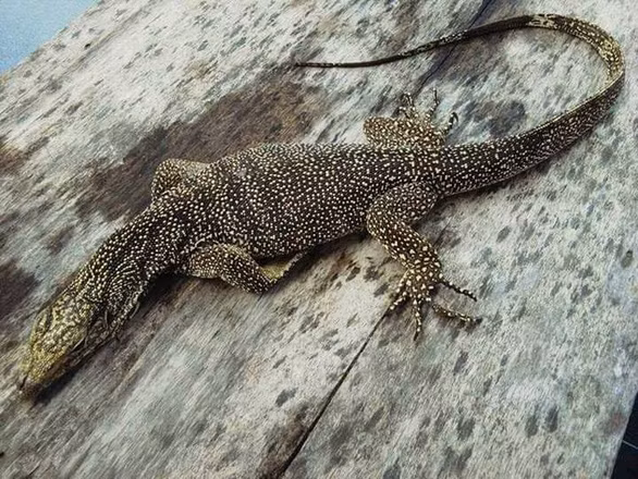 Gia tai bo sat cua cau hoc sinh lop 12 o Khanh Hoa-Hinh-7