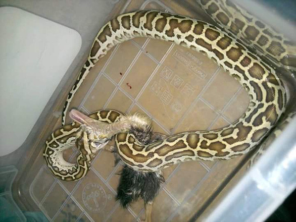 Gia tai bo sat cua cau hoc sinh lop 12 o Khanh Hoa-Hinh-6