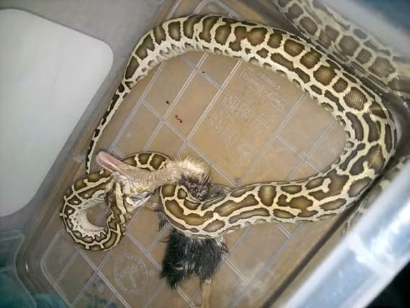 Gia tai bo sat cua cau hoc sinh lop 12 o Khanh Hoa-Hinh-6